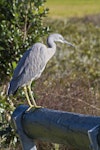 White-faced heron | Matuku moana. Immature. Tauranga, July 2011. Image © Raewyn Adams by Raewyn Adams.