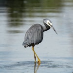 White-faced heron | Matuku moana. Adult. Napier, November 2014. Image © Cheryl Walton by Cheryl Walton.