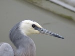 White-faced heron | Matuku moana. Close view of adult head. Pahi, Kaipara Harbour, January 2013. Image © Thomas Musson by Thomas Musson.