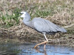 White-faced heron | Matuku moana. Adult feeding on tadpole. Foxton Beach, November 2011. Image © Phil Battley by Phil Battley.