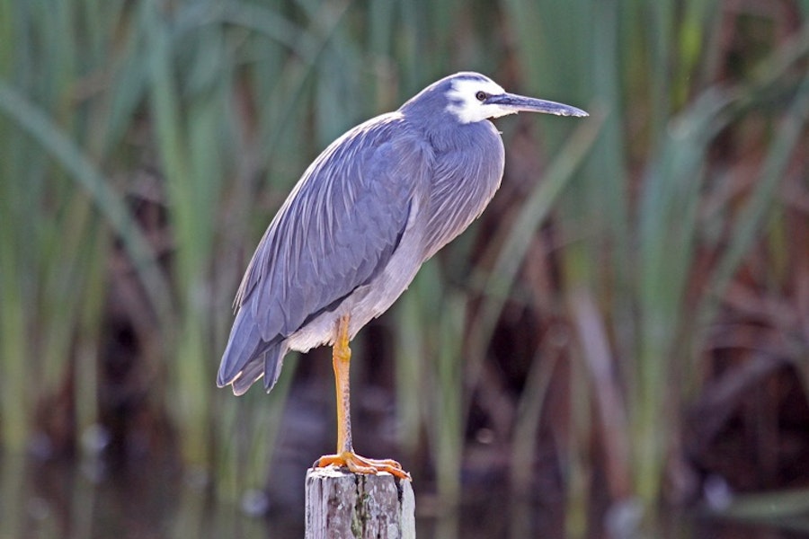 White-faced heron | Matuku moana. Adult perched on post. Te Awanga Lagoon, May 2009. Image © Dick Porter by Dick Porter.