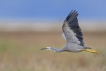 White-faced heron | Matuku moana. Adult in flight with outstretched neck. Miranda, April 2012. Image © Tony Whitehead by Tony Whitehead.