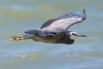 White-faced heron | Matuku moana. Adult, in flight. Tasman Bay, Nelson, January 2018. Image © Rob Lynch by Rob Lynch.