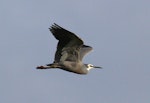 White-faced heron | Matuku moana. Adult with neck retracted. Wanganui, August 2011. Image © Ormond Torr by Ormond Torr.