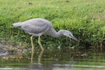 White-faced heron | Matuku moana. Juvenile foraging. Anderson Park, Taradale, Napier, December 2014. Image © Adam Clarke by Adam Clarke.