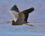 White-faced heron | Matuku moana. Adult in flight. Plimmerton, May 2016. Image © Imogen Warren by Imogen Warren.