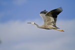 White-faced heron | Matuku moana. In flight showing outstretched neck. Tapotupotu Bay, April 2012. Image © Raewyn Adams by Raewyn Adams.