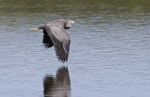 White-faced heron | Matuku moana. Juvenile in flight. Little Waihi, Bay of Plenty, March 2014. Image © Raewyn Adams by Raewyn Adams.