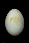 White-faced heron | Matuku moana. Egg 48.2 x 34.3 mm (NMNZ OR.007337, collected by Morris Scrimgeour). Collingwood, January 1952. Image © Te Papa by Jean-Claude Stahl.