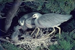 White-faced heron | Matuku moana. Pair feeding chicks at nest. Image © Department of Conservation (image ref: 10035787) by Barry Harcourt, Department of Conservation.