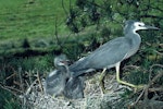 White-faced heron | Matuku moana. Adult departing nest containing chicks. January 1986. Image © Department of Conservation (image ref: 10048662) by Peter Reese, Department of Conservation.