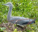 White-faced heron | Matuku moana. Juvenile at the nest. Stanmore Bay wetlands, October 2012. Image © Heather Whear by Heather Whear.