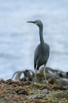 White-faced heron | Matuku moana. Juvenile. Rangatira Island, Chatham Islands, September 2016. Image © Oscar Thomas by Oscar Thomas.