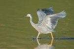 White-faced heron | Matuku moana. Adult running through shallow water chasing fish. Lake Okareka, June 2012. Image © Tony Whitehead by Tony Whitehead.