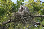 White-faced heron | Matuku moana. Two nestlings at rest in the nest. Anderson Park, Napier, November 2014. Image © Adam Clarke by Adam Clarke.