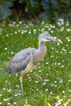 White-faced heron | Matuku moana. Fledgling. Southbridge, Canterbury, November 2021. Image © Brian de Lore by Brian de Lore.