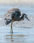 White-faced heron | Matuku moana. Adult with plumes raised. Tauranga, January 2021. Image © Nicole Baker by Nicole Baker.