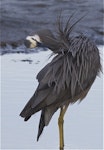 White-faced heron | Matuku moana. Adult in breeding plumage preening. Avon-Heathcote estuary, October 2012. Image © Steve Attwood by Steve Attwood.