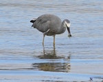 White-faced heron | Matuku moana. Adult feeding on mud crab. Pauatahanui Inlet, April 2015. Image © Paul Le Roy by Paul Le Roy.