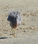 White-faced heron | Matuku moana. Adult in breeding plumage with plumes raised. Potts Road near Whitford, October 2016. Image © Marie-Louise Myburgh by Marie-Louise Myburgh.