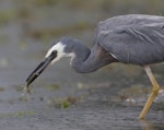 White-faced heron | Matuku moana. Adult with mantis shrimp, caught on intertidal flats. Note protective nictitating membrane over eye. Pauatahanui Inlet, November 2010. Image © Phil Battley by Phil Battley.