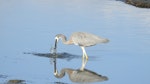 White-faced heron | Matuku moana. Adult foraging. Pauatahanui Inlet, March 2018. Image © Roger Vincent by Roger Vincent.