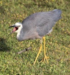 White-faced heron | Matuku moana. Adult with a green blowfly. Lower Hutt, March 2016. Image © Robert Hanbury-Sparrow by Robert Hanbury-Sparrow.