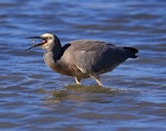 White-faced heron | Matuku moana. Adult swallowing a crab. Pauatahanui Inlet, May 2016. Image © Imogen Warren by Imogen Warren.