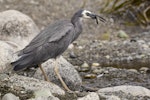 White-faced heron | Matuku moana. Adult with juvenile brown trout. Lake Te Anau, February 2016. Image © Anja Köhler by Anja Köhler.