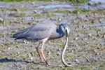 White-faced heron | Matuku moana. Adult subduing an eel. McCormicks Bay Reserve, January 2020. Image © Zion Cooper by Zion Cooper.