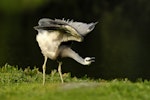 White-faced heron | Matuku moana. Adult stretching wings. Mangere sewage ponds, Auckland, January 2010. Image © Eugene Polkan by Eugene Polkan.