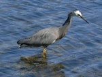 White-faced heron | Matuku moana. Adult foraging. Opoutere, April 2010. Image © Joke Baars by Joke Baars.