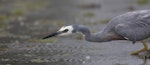 White-faced heron | Matuku moana. Adult feeding on crabs and mantis shrimps, about to strike. Pauatahanui Inlet, November 2010. Image © Phil Battley by Phil Battley.