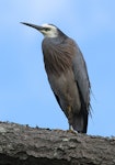 White-faced heron | Matuku moana. Adult resting. Kai-iwi, Wanganui, March 2011. Image © Ormond Torr by Ormond Torr.