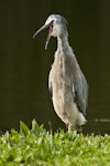 White-faced heron | Matuku moana. Adult vocalising. Mangere, Auckland, January 2010. Image © Eugene Polkan by Eugene Polkan.