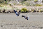 White-faced heron | Matuku moana. Two adults in territorial dispute. Little Waihi, November 2011. Image © Raewyn Adams by Raewyn Adams.