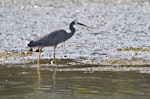 White-faced heron | Matuku moana. Adult with crab prey. Little Waihi, February 2012. Image © Raewyn Adams by Raewyn Adams.