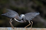 White-faced heron | Matuku moana. Courting pair. Foxton Beach, June 2017. Image © Imogen Warren by Imogen Warren.