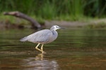 White-faced heron | Matuku moana. Adult standing in water. Lake Tarawera, Bay of Plenty, November 2005. Image © Neil Fitzgerald by Neil Fitzgerald.