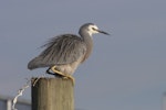 White-faced heron | Matuku moana. Adult puffed up and defaecating. Avon-Heathcote estuary, June 2013. Image © Steve Attwood by Steve Attwood.