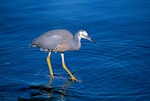 White-faced heron | Matuku moana. Adult using feet to flush prey. Lake Taupo, November 2006. Image © Albert Aanensen by Albert Aanensen.