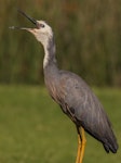 White-faced heron | Matuku moana. Adult calling. Foxton Beach, January 2017. Image © Imogen Warren by Imogen Warren.