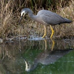 White-faced heron | Matuku moana. Adult stirring water with foot to disturb prey. Waimanu Lagoons, October 2014. Image © Roger Smith by Roger Smith.