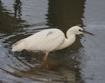 White-faced heron | Matuku moana. Leucistic adult. Kohukohu wharf, Hokianga Harbour, May 2014. Image © Zay Marcondes Pereira by Zay Marcondes Pereira.