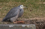 White-faced heron | Matuku moana. Adult at rest. Marewa waterway, Napier, July 2013. Image © Adam Clarke by Adam Clarke.