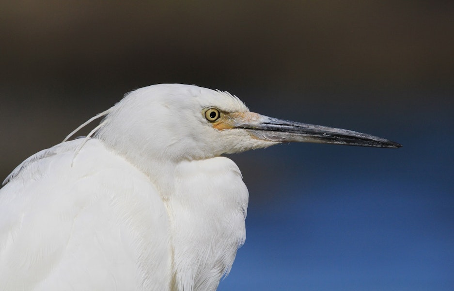 Little egret. Close up of adult head showing rudimentry head plumes. Haumoana Lagoon, Hawke's Bay, November 2011. Image © Adam Clarke by Adam Clarke.