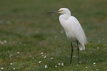 Little egret. Adult standing on grass. Anderson Park, Taradale, Napier, August 2014. Image © Adam Clarke by Adam Clarke.