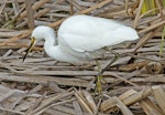 Little egret. Adult. Te Awanga Lagoon, June 2012. Image © Dick Porter by Dick Porter.