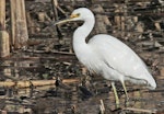 Little egret. Adult. Te Awanga Lagoon, May 2012. Image © Dick Porter by Dick Porter.