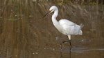 Little egret. Adult. Westshore Wildlife Reserve, August 2015. Image © Gary Stone by Gary Stone.